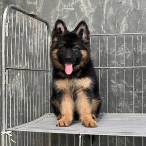 German Shepherd Puppies X WhatsApp me : ( +63 985 762 7466 ) | PostAds PH