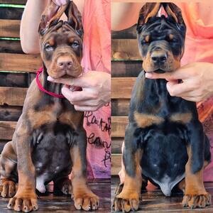 Doberman Pinscher Puppies x WhatsApp me : ( +63 985 762 7466 ) | PostAds PH