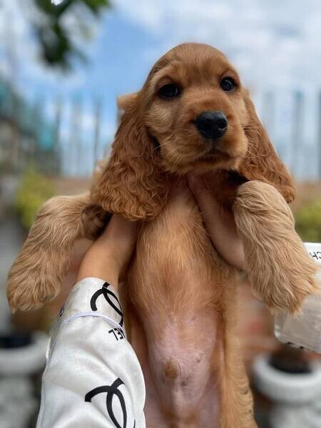   Cocker Spaniel Puppies X WhatsApp me : ( +63 985 762 7466 )