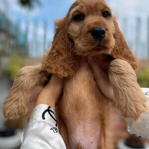 Cocker Spaniel Puppies X WhatsApp me : ( +63 985 762 7466 ) | PostAds PH