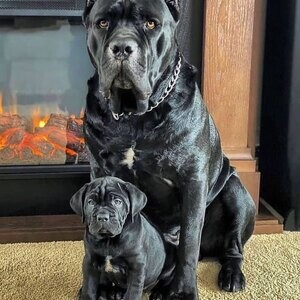 Cane Corso puppies X WhatsApp me : ( +63 985 762 7466 ) | PostAds PH