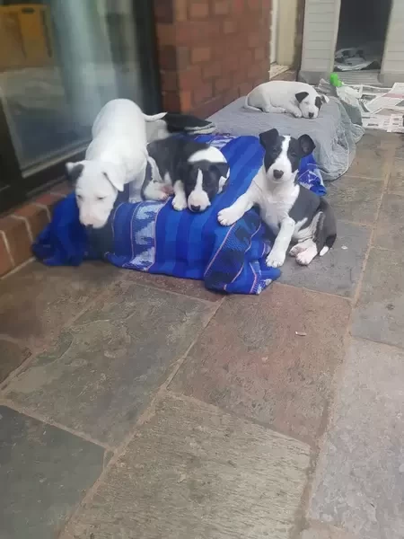   Bull terrier Puppies X WhatsApp me : ( +63 985 762 7466 )