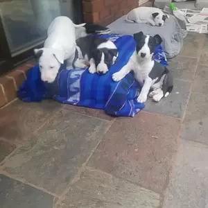 Bull terrier Puppies X WhatsApp me : ( +63 985 762 7466 ) | PostAds PH