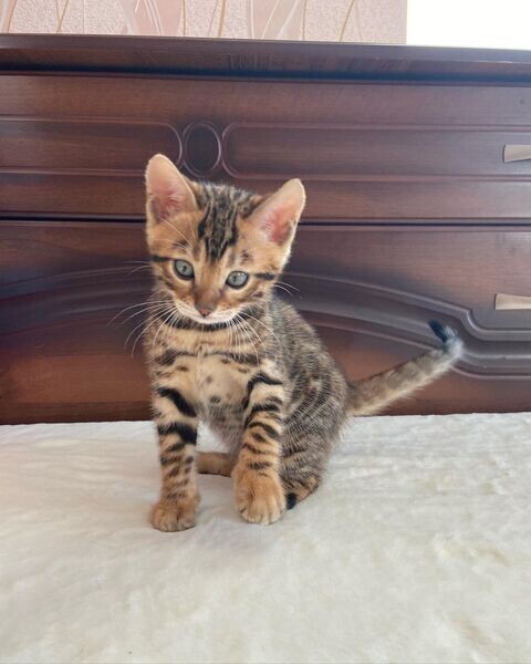   Bengal Kittens  X WhatsApp me : ( +63 985 762 7466 )