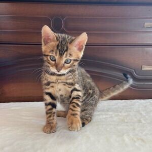 Bengal Kittens X WhatsApp me : ( +63 985 762 7466 ) | PostAds PH