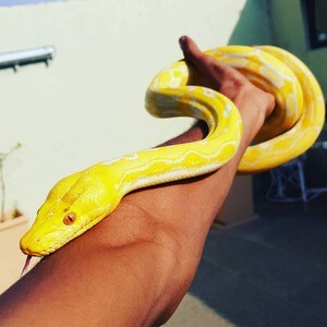 Albino Python ball snakes X WhatsApp me : ( +63 985 762 7466 ) | PostAds PH