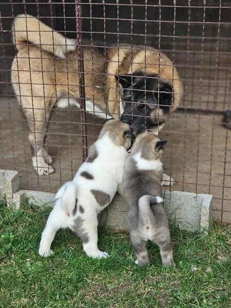  Akita Puppies Available X WhatsApp me : ( +63 985 762 7466 )