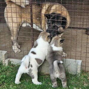 Akita Puppies Available X WhatsApp me : ( +63 985 762 7466 ) | PostAds PH