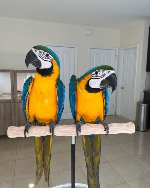   Blue and Gold Macaw Parrots x WhatsApp me : ( +63 985 762 7466 )