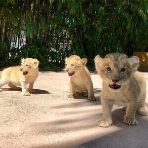 Lion Cubs x WhatsApp me : ( +63 985 762 7466 ) | PostAds PH