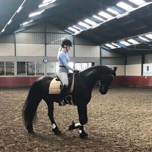 Friesian Horse X WhatsApp me : ( +63 985 762 7466 ) | PostAds PH