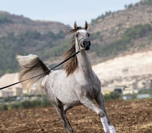 Pure white Arabian Mare! X WhatsApp me : ( +63 985 762 7466 )