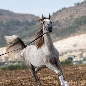 Pure white Arabian Mare! X WhatsApp me : ( +63 985 762 7466 ) | PostAds PH