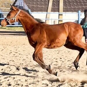 purebred Arabian Horses X WhatsApp me : ( +63 985 762 7466 ) | PostAds PH