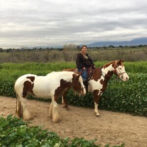 Gypsy Vanner Horse X WhatsApp me : ( +63 985 762 7466 ) | PostAds PH