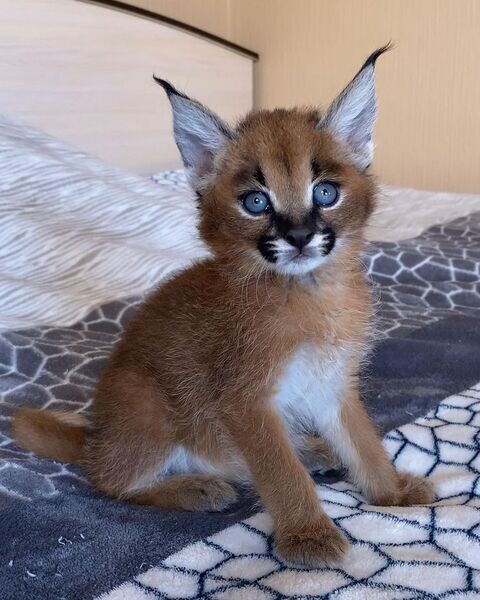  Caracal Kittens X WhatsApp me : ( +63 985 762 7466 )