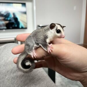 Male and Female Sugar Gliders X WhatsApp me : ( +63 985 762 7466 ) | PostAds PH