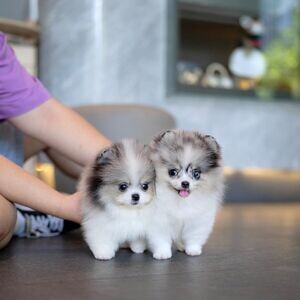 Pomsky Puppies Available x WhatsApp me : ( +63 985 762 7466 ) | PostAds PH