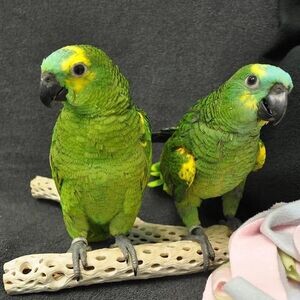 Blue Fronted Amazon parrots x WhatsApp me : ( +63 985 762 7466 ) | PostAds PH