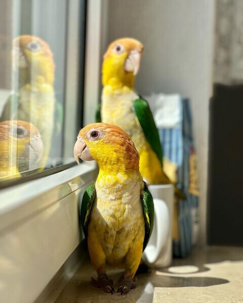  Caique parrots available X WhatsApp me : ( +63 985 762 7466 )