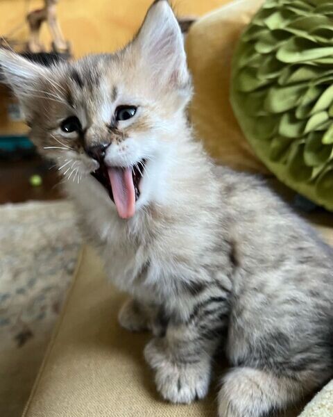  Pixie-bob Kitten For Re-homing. X WhatsApp me : ( +63 985 762 7466 )