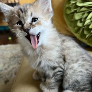 Pixie-bob Kitten For Re-homing. X WhatsApp me : ( +63 985 762 7466 ) | PostAds PH