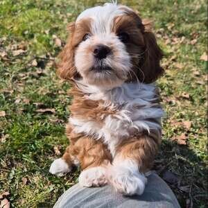 Havanese puppies X WhatsApp me : ( +63 985 762 7466 ) | PostAds PH