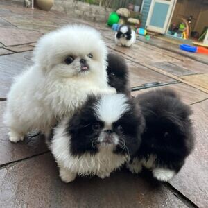Pekingese Puppies X WhatsApp me : ( +63 985 762 7466 ) | PostAds PH