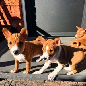 Basenji puppies X WhatsApp me : ( +63 985 762 7466 ) | PostAds PH