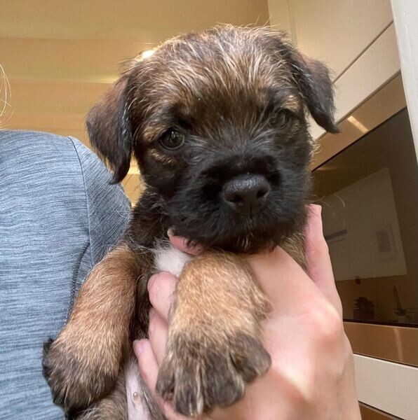   Border terrier Available X WhatsApp me : ( +63 985 762 7466 )