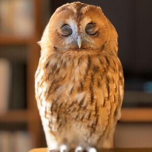 Male and Female Eagle Owls X WhatsApp me : ( +63 985 762 7466 ) | PostAds PH