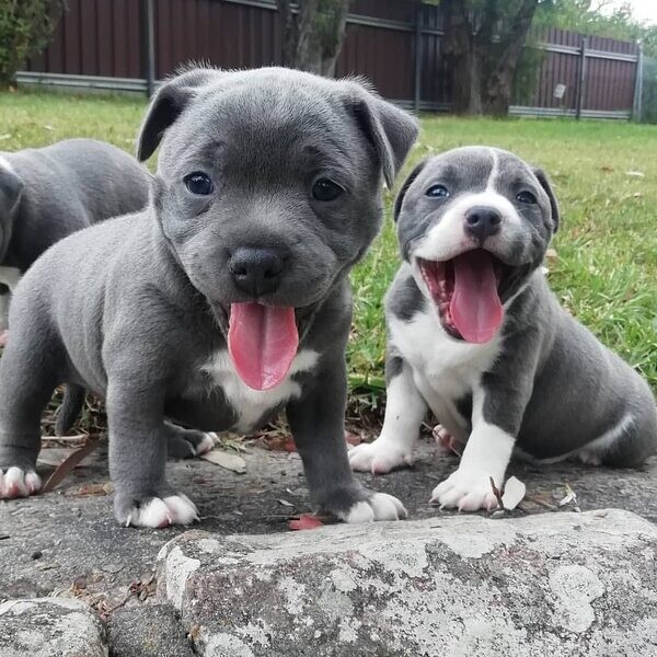  Staffordshire Bull Terrier Puppies  WhatsApp me : ( +63 985 762 7466 )