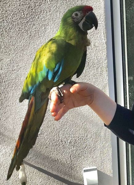  Pair Of Military Macaw Parrots  WhatsApp me : ( +63 985 762 7466 )
