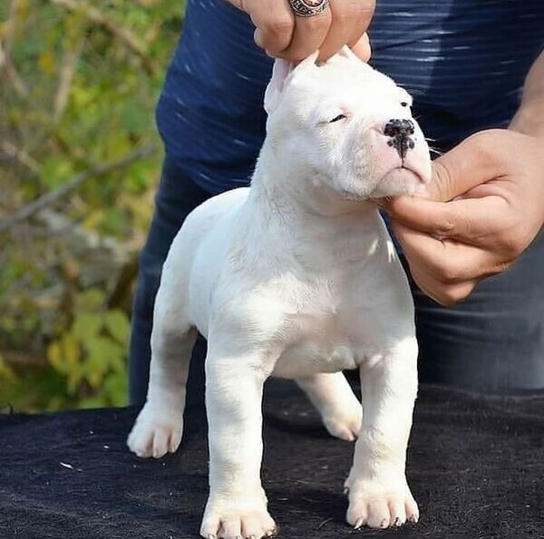   Dogo Argentino Puppies x  WhatsApp me : ( +63 985 762 7466 )