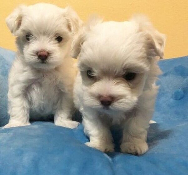 Playful Teacup Maltese Puppies