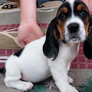Playful Basset Hound puppies | PostAds PH