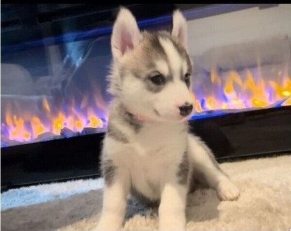 Playful Siberian Husky Puppies