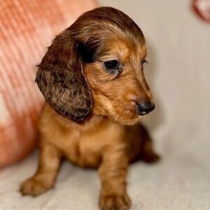 Dachshund Puppies | PostAds PH