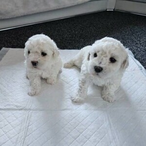 Playful Bichon Frise Puppies | PostAds PH