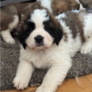 Playful Saint Bernard Puppies | PostAds PH