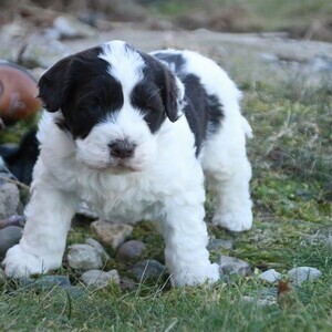 Playful obedience Portuguese Water Puppies | PostAds PH