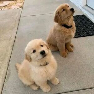 Playful Teacup Golden Retriever puppies | PostAds PH