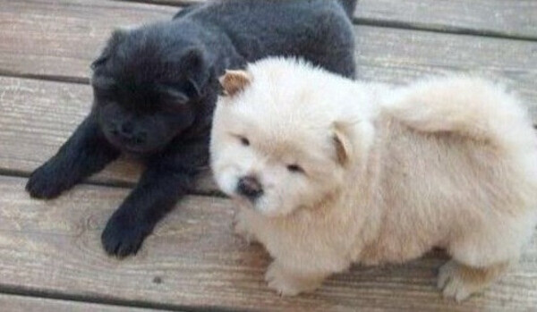 Playful Chow Chow puppies 