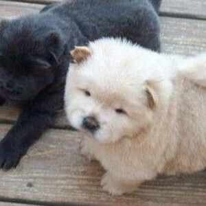 Playful Chow Chow puppies | PostAds PH