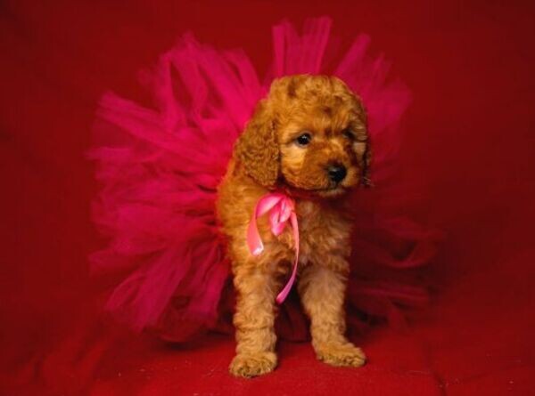 Playful Teacup Toy Poodle puppies