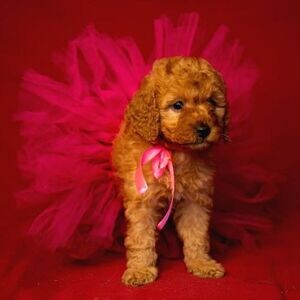 Playful Teacup Toy Poodle puppies | PostAds PH
