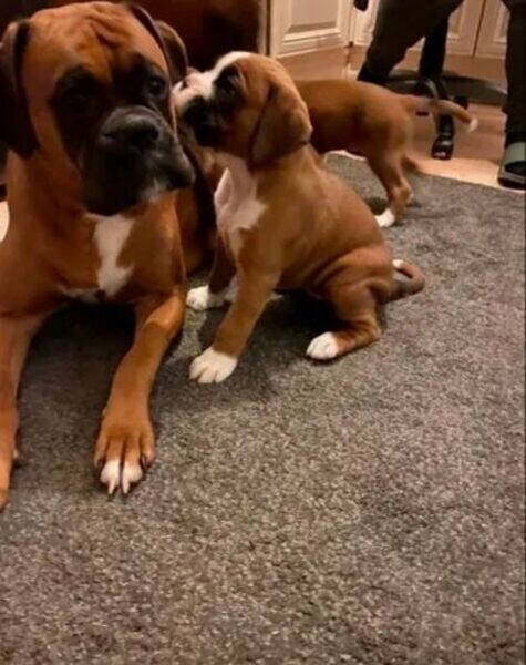 Playful Teacup Boxer Puppies