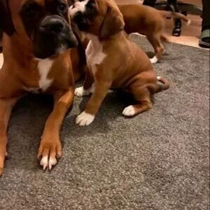 Playful Teacup Boxer Puppies | PostAds PH