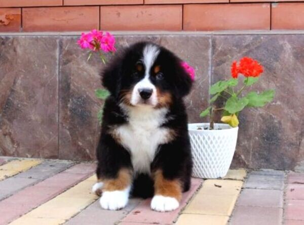 Playful Bernese Mountain puppies