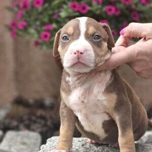 Playful American Bully puppies | PostAds PH